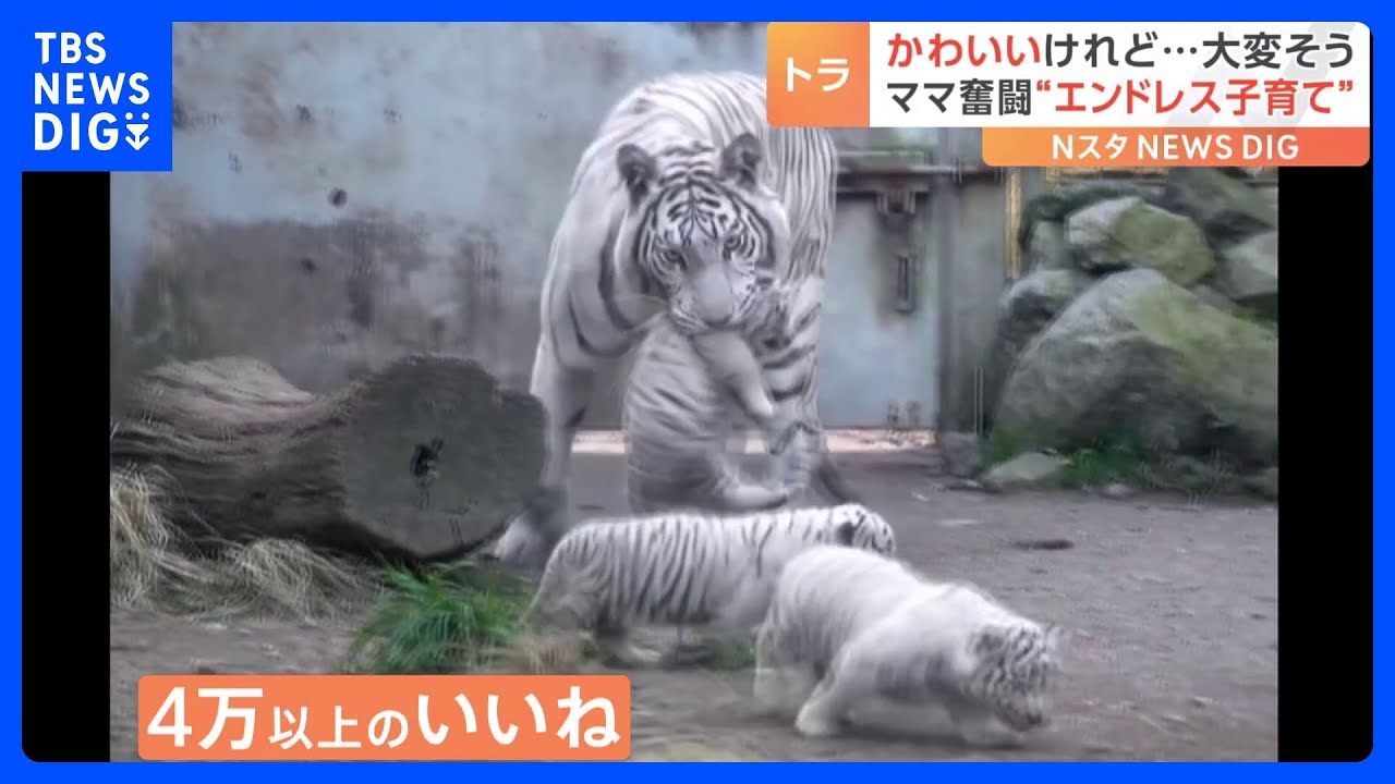 かわいいけれど大変そう…」ホワイトタイガーの“エンドレス”な子育て