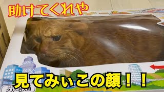 透明な箱に入って潰される猫がかわいすぎた