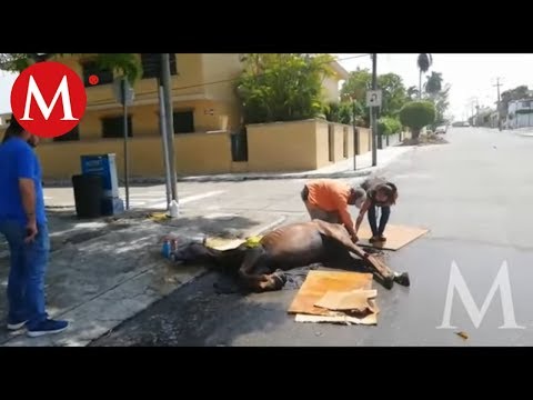 Video: Golpe De Calor En Caballos