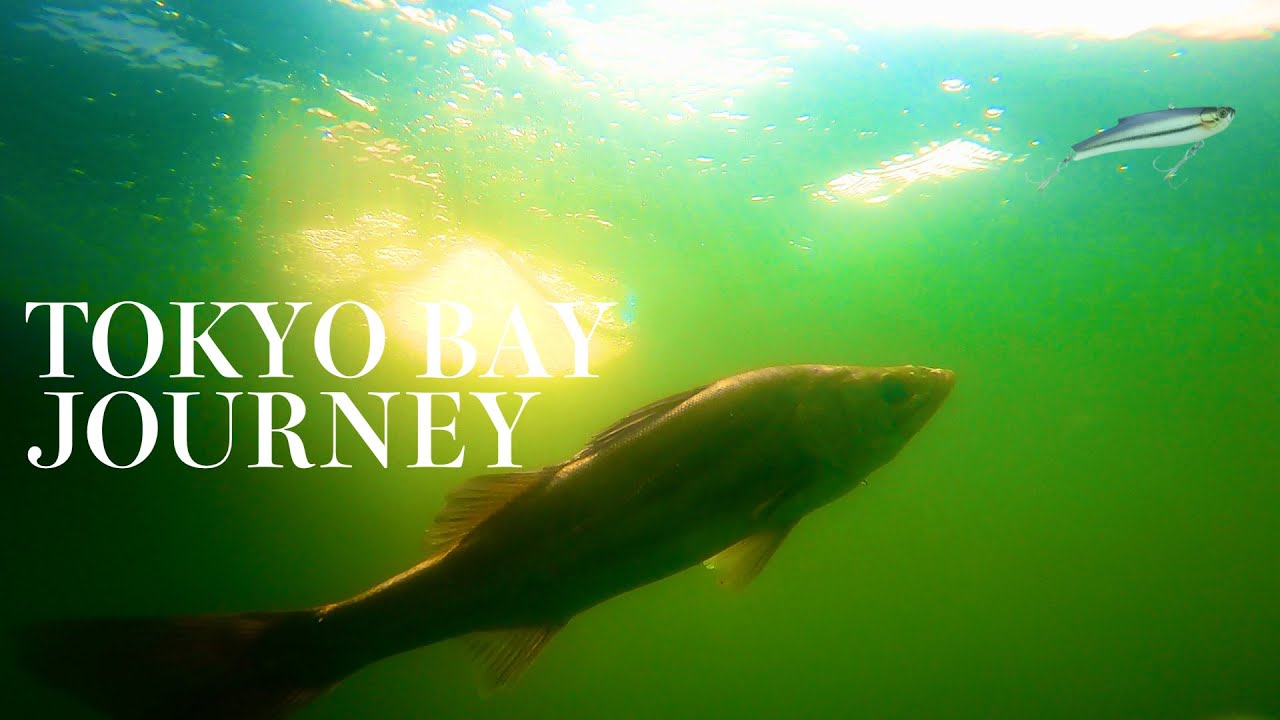 アドレナリン爆沸き絶望と歓喜の東京湾ボートシーバス　この1匹に逢いにきた【アディクト】【あんこうアワーズ】