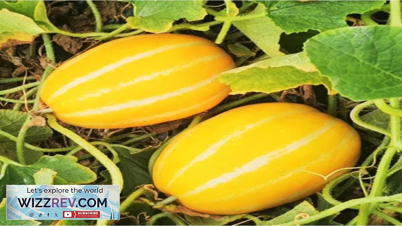 Korean Melon Seeds  120+ Seeds  Non GMO Heirloom Variety for Crisp