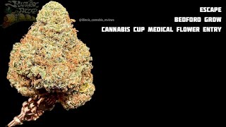 Escape By Bedford Grow High Times Cannabis Cup Judging