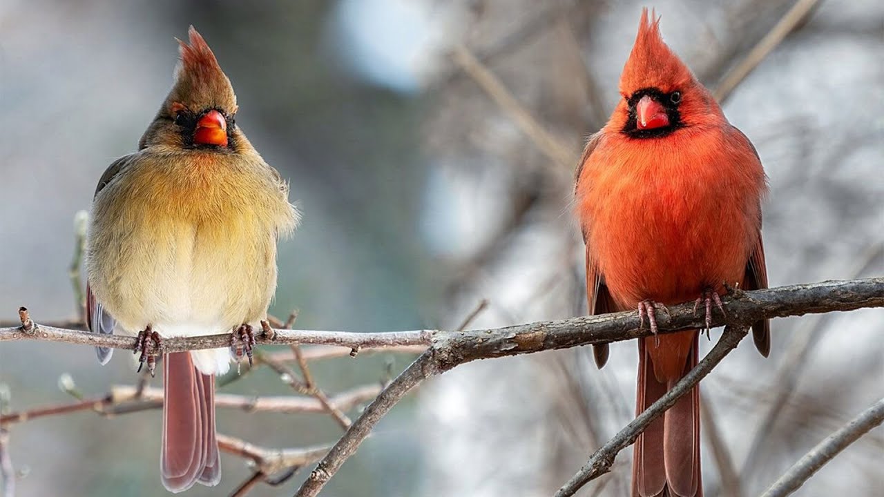 Красный Кардинал птица. Изучаем птиц.