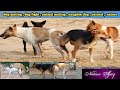 Dog Mating Dog Fight Naughty Dog Animal Mating Nature Natural Animal Birds Voice Nature Ajay