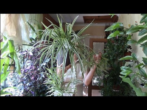 Video: Chlorophytum Rosettes