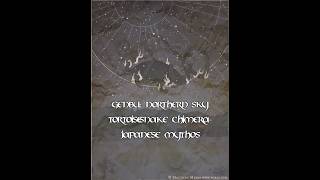 Genbu: Northern Sky Tortoise-Snake- Japanese Mythos