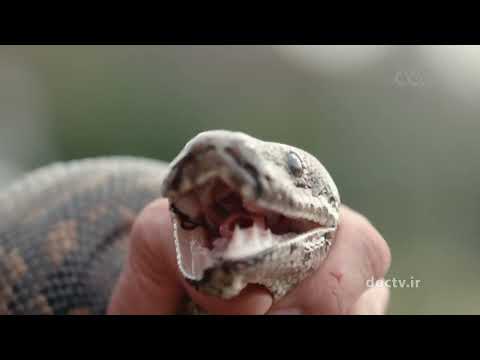 مـرگـبـار تـریــن مـــار هــای جـهـان 2 