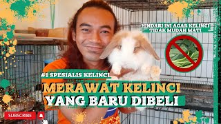 CARA MERAWAT KELINCI YANG BARU DIBELI #merawatkelinci #kelincihias #ternakkelinci