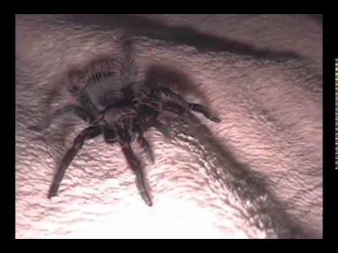spider monkey Brachypelma albopilosum walk