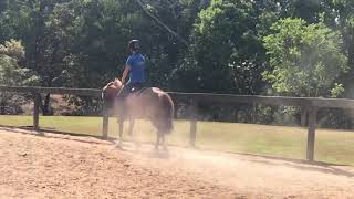 Sold For Sale Dressageshow Pony.holly 13.2Hh 12Yo