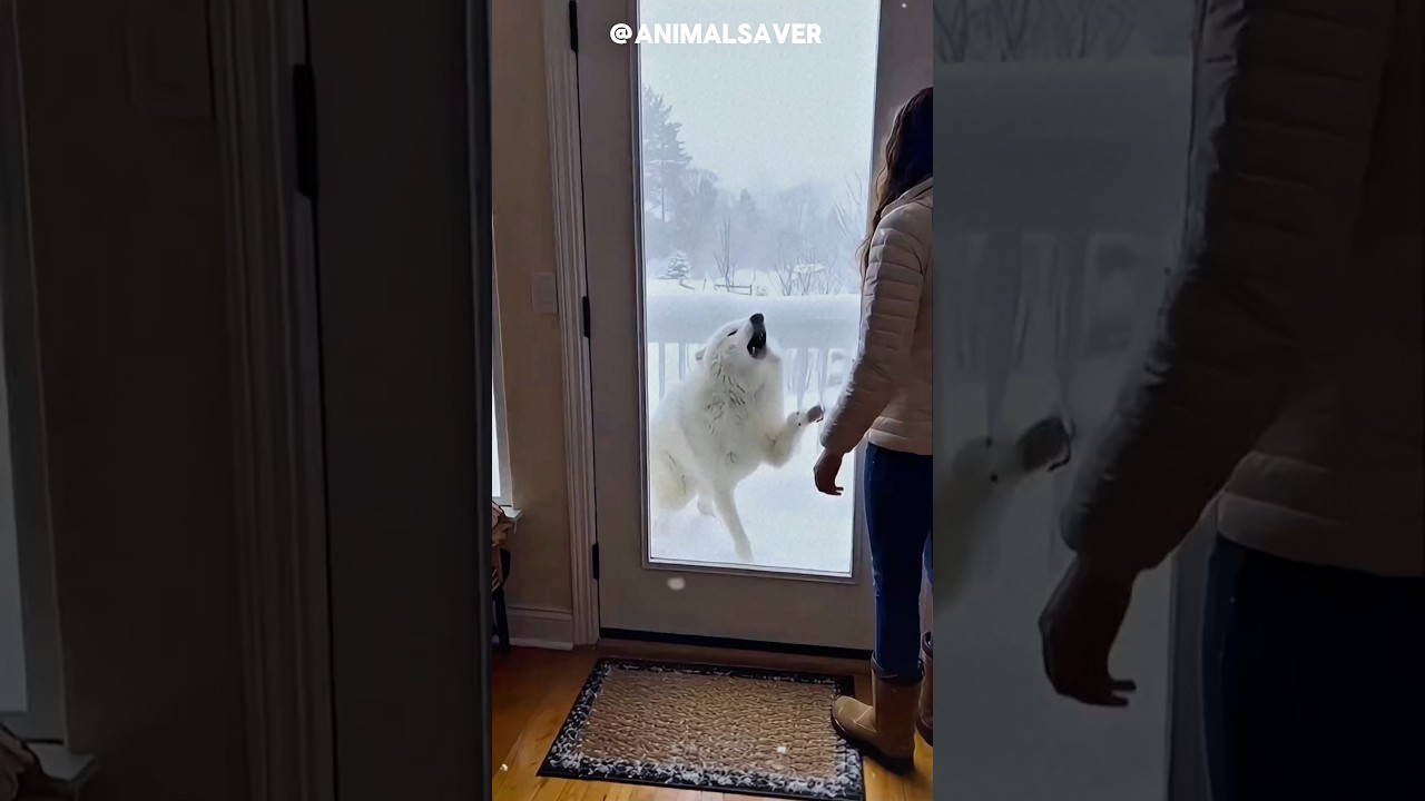 A white wolf seeking help then #animals #wildliferescue #animalrescue #shorts