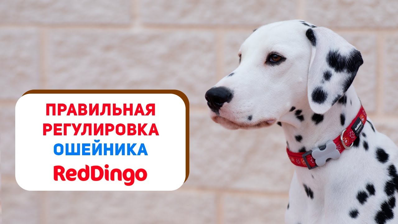 Как правильно отрегулировать ошейник Red Dingo 🐶
