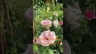 The scent of roses is pure magic🌹#relax #flowers #usa #nature #garden #roses#magic#