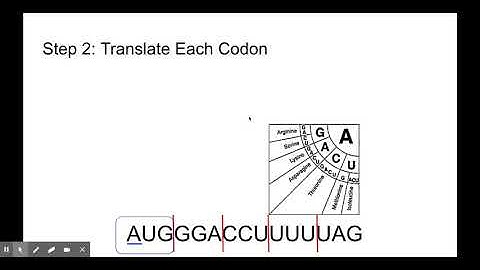 Reading a Codon Wheel