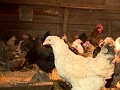 Новую породу кур вывела пенсионерка из Вологодского района