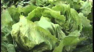 Radicchio, Coltura Orticola Auto-Invernale