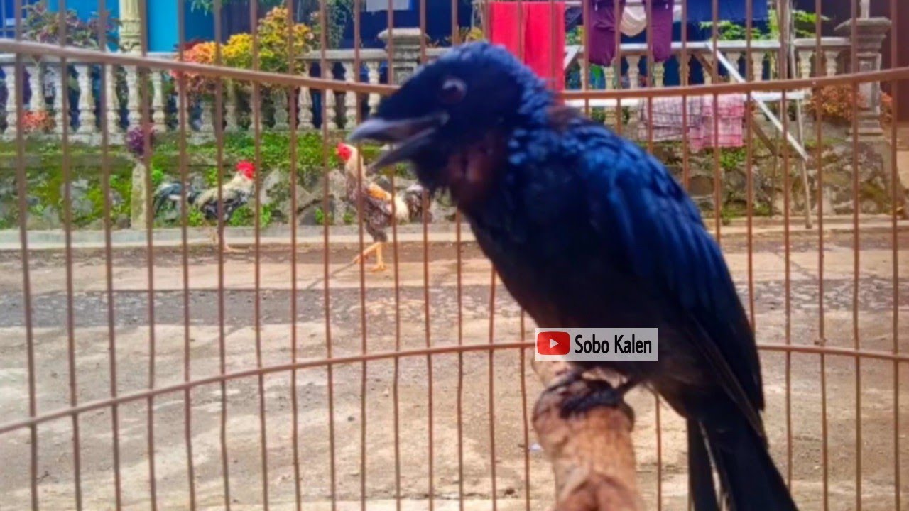 Suara srigunting bukit untuk memancing SG lain agar ikut bunyi