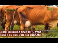 Cómo escoger la raza de tu vaca según lo que quieras lograr- TvAgro por Juan Gonzalo Angel Restrepo