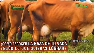 Cómo escoger la raza de tu vaca según lo que quieras lograr TvAgro por Juan Gonzalo Angel Restrepo