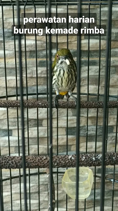 PERAWATAN BURUNG KEMADE RIMBA AGAR CEPAT GACOR