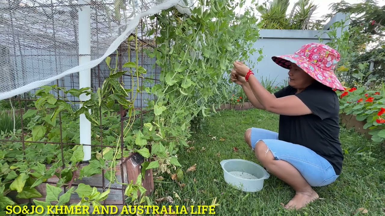 វីដេអូទី20: ការរៀនដាំសណ្តែកបារាំងឡើងវិញ និងរបៀបប្រមូលផលសណ្តែកបារាំងនៅតាមផ្ទះ! Homegrow Sugar Pea🇦🇺🇰🇭