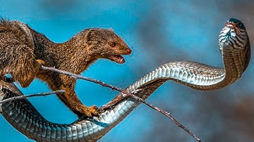 MONGOOSE - King Cobra Eater Mongoose vs Snakes