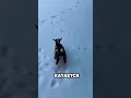 Первый опыт снега у козлёнка 🐐❄️☃️