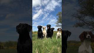 Some group training #gundogtraining #dog #labrador #springerspaniel