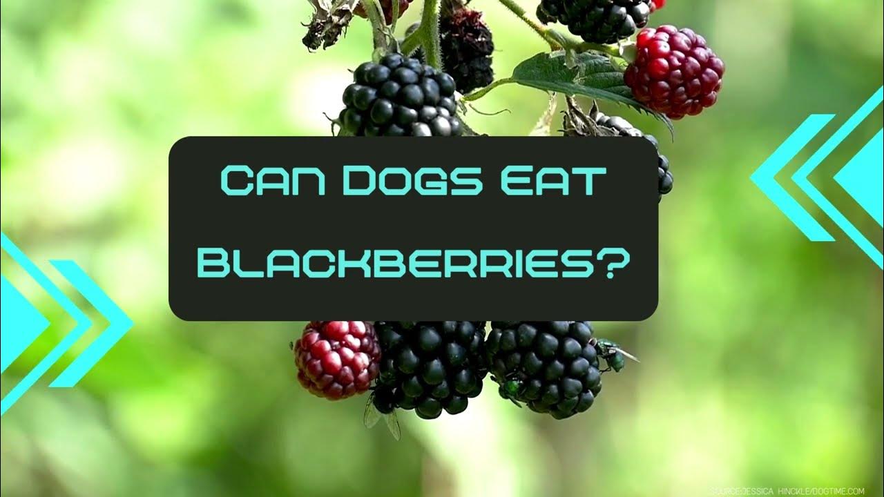 Can Dogs Eat Blackberries? YouTube