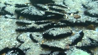 Detailed Dendraster excentricus Profile