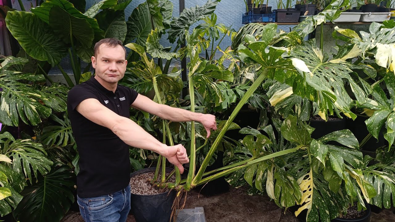 Monstera tajka - odpowiednie ustawienie do światła.