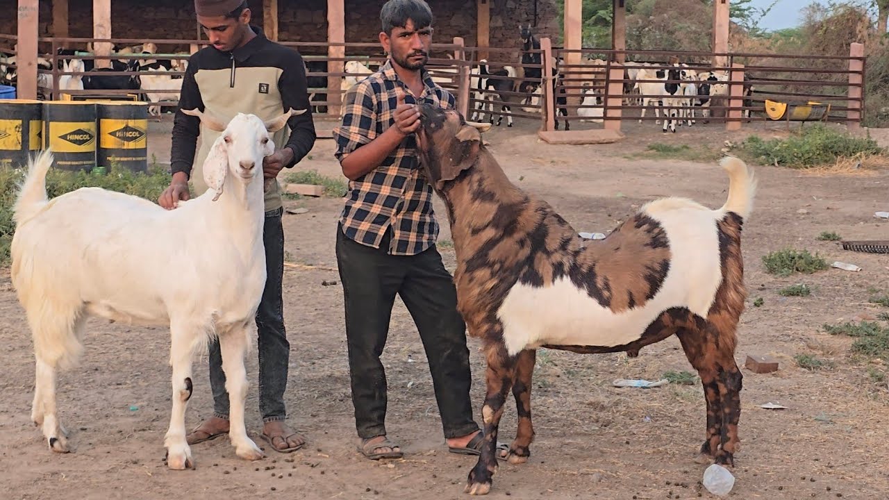  Palaai Result 25 Kg Se 105 Kg Weight In 1.5 Year. | Ramadan Series RJ Goat Farm 
