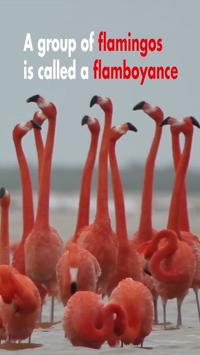 A group of flamingos is called a flamboyance - YouTube