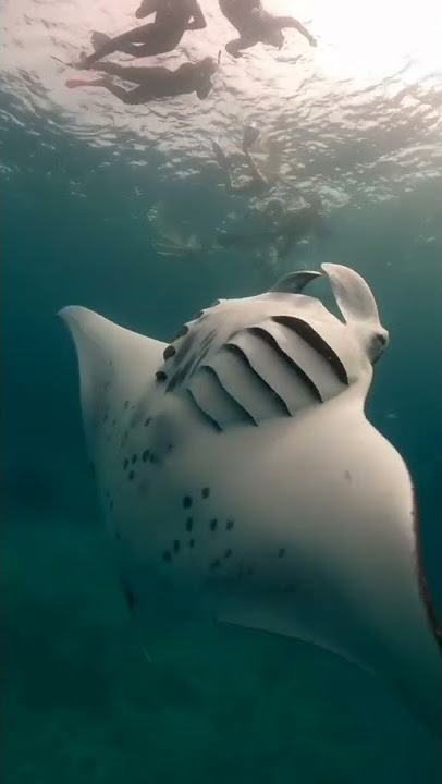 pari manta, raksasa bawah laut nusapenida Bali 📍#shorts