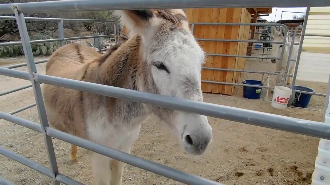 FOREVER HOME DONKEY RESCUE  (This is a great place)