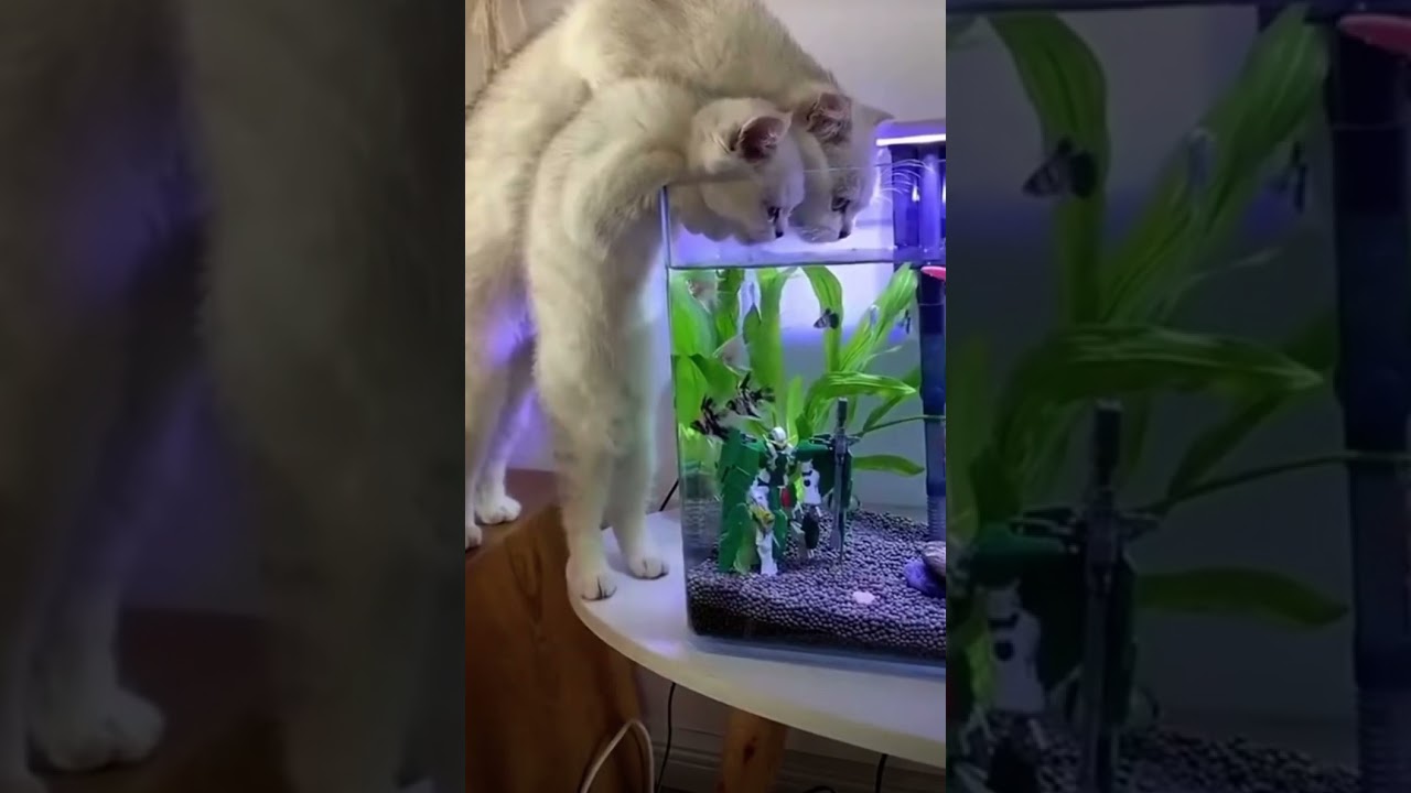 Cat’s synchronized movements：copy & paste