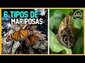 🦋6 Tipos de Mariposas🦋 Especies de Mariposas Los  lepidópteros🦋