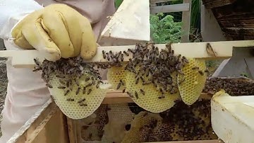 Lang box converting to a Top Bar Hive