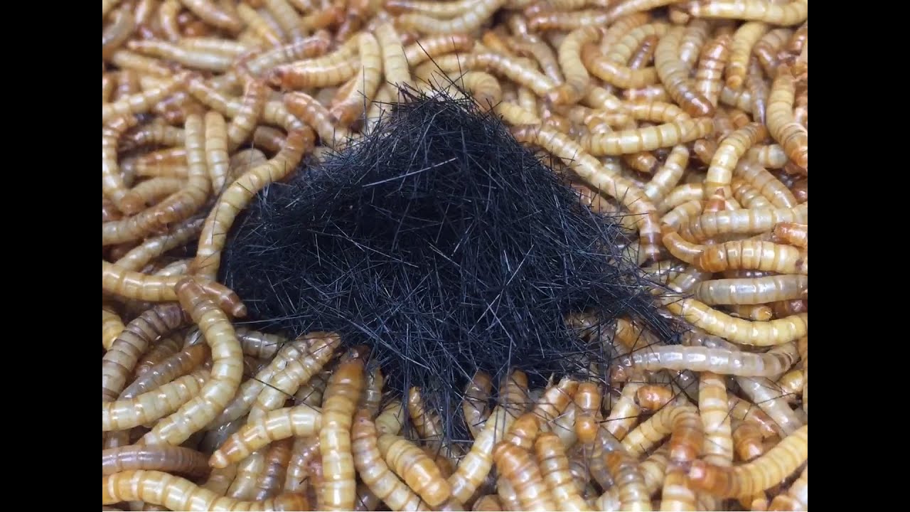 Mealworm VS Human Hair Timelapse, I thought they ate everything?! YouTube