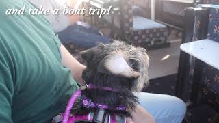 Dog Friendly Norfolk 2019