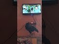 aseel murgi watch movie #youtubeshorts #viral #aseel #success