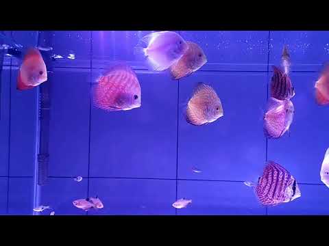 NOAH - Kala Cinta Menggoda (mp3)