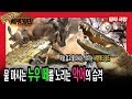 [띵작극장] 47탄 - 물 마시는 누우 떼를 노리는 악어의 습격 - 야생의 초원, 세렝게티