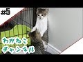 #5【吾輩】兄弟攻防戦【猫】