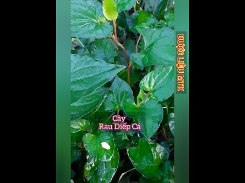 Video RAU DIẾP CÁ KHÁNG KHUẨN, TRỊ GIÃN TĨNH MẠCH|CÂY DƯỢC... - youtube