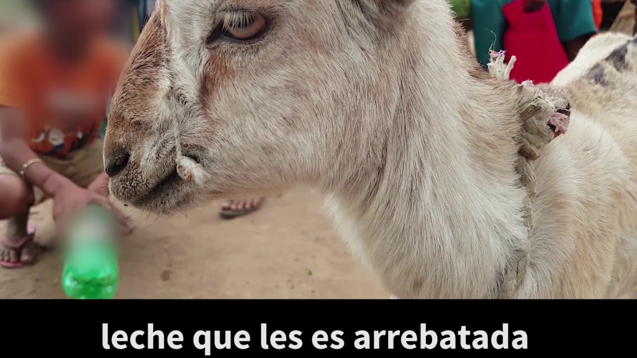 La investigación de PETA y Sentient del proyecto de donación de cabras de Heifer International veganomics