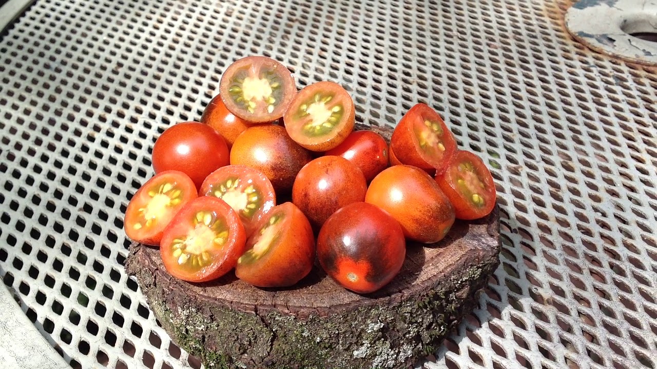 Tomato Review: Jackie Tomato - Antho Tomato, Sweet For Snacking And Salad Tomato!