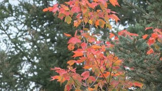 Fall colors on the north shore coming soon tourism will get a boost