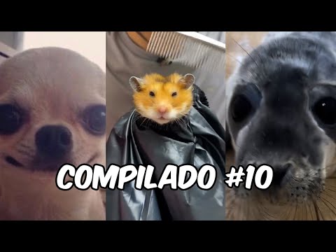 COMPILADO 10