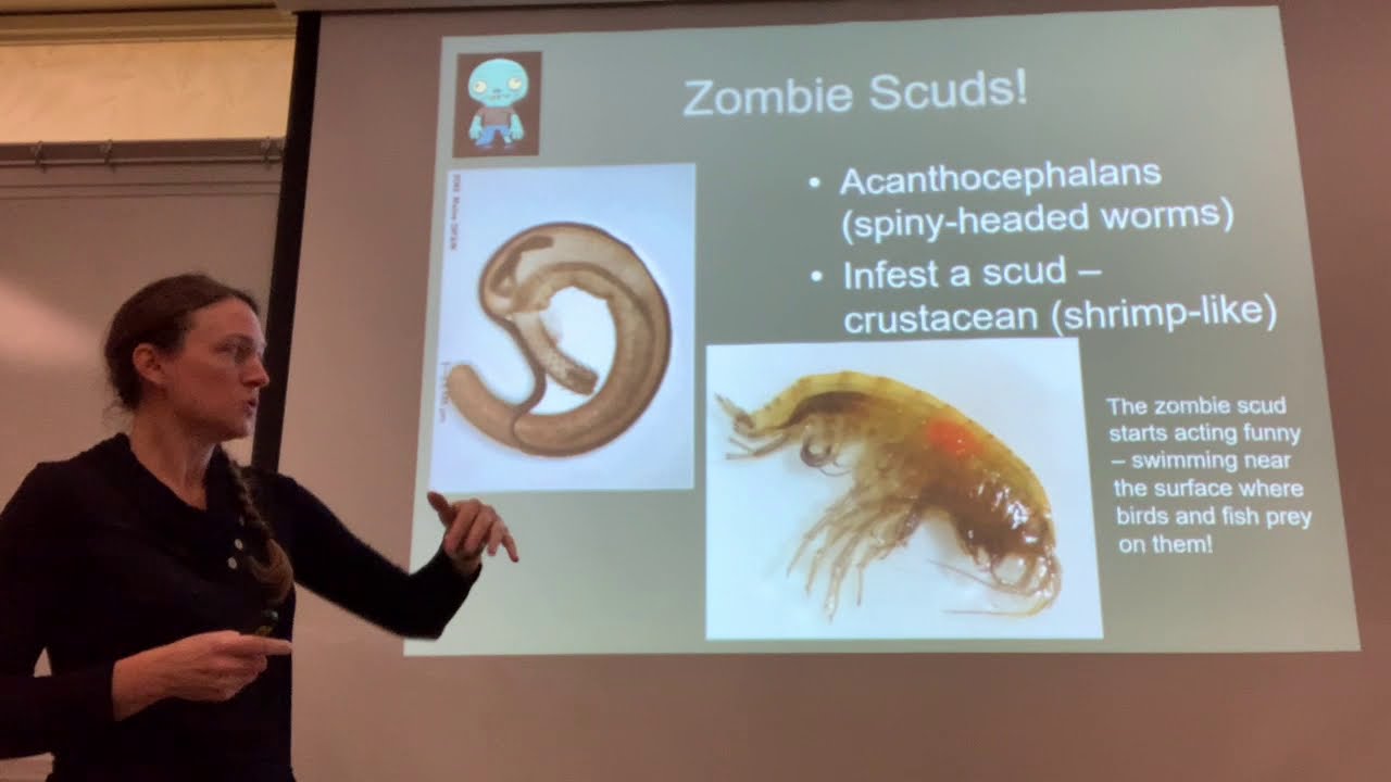 Aquatic Entomology week 2 part 2 YouTube